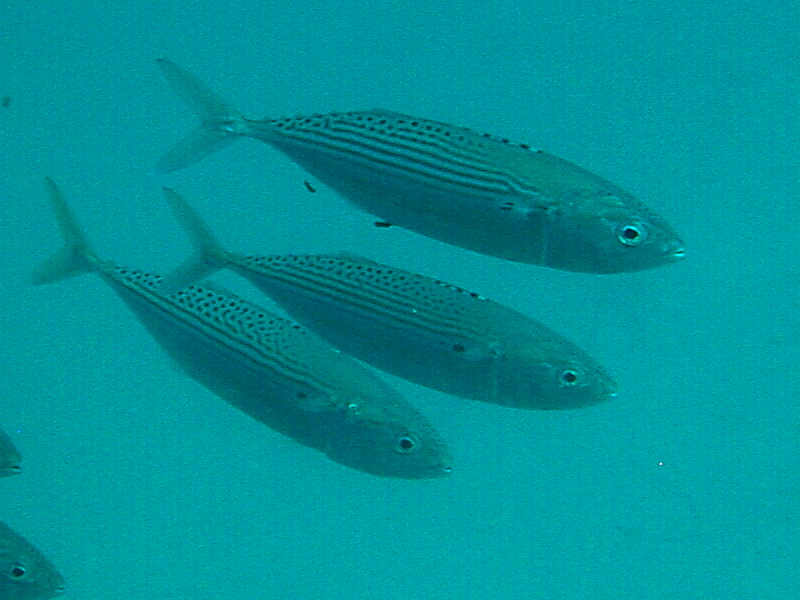 Boops lineatus